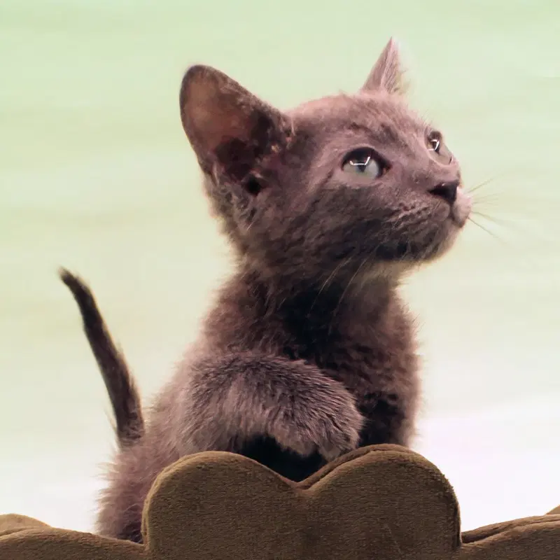 Soot, a male Russian Blue kitten up for adoption