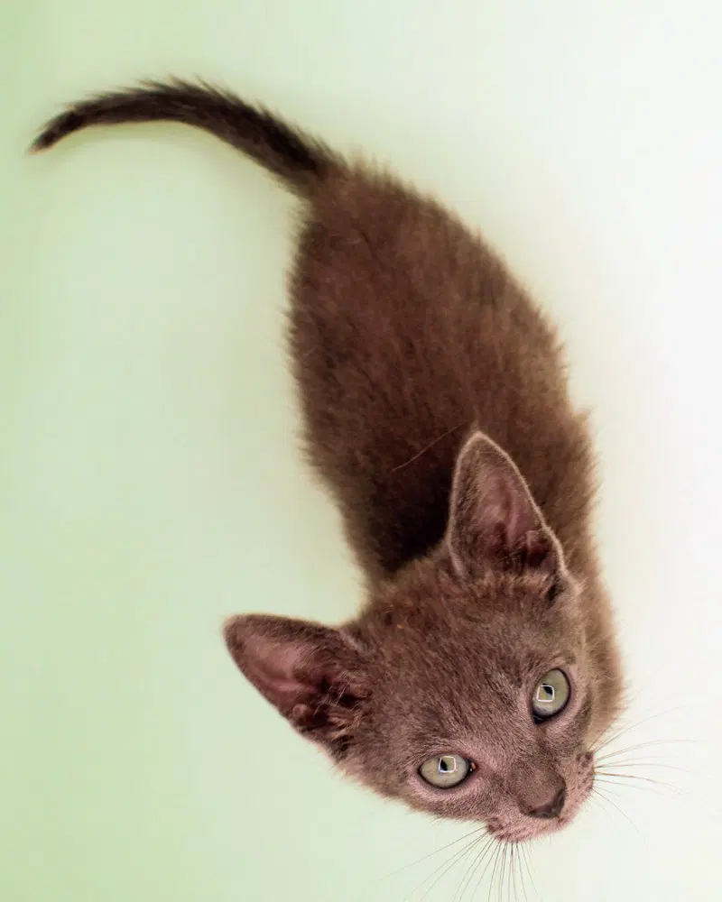 Soot, photo 2