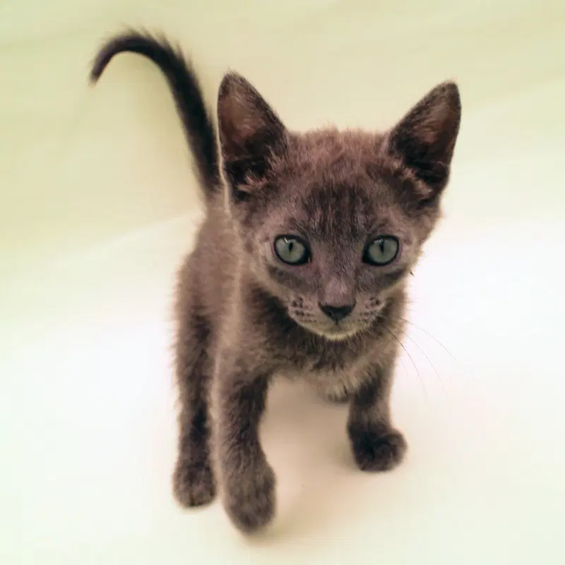 Soot, photo 3