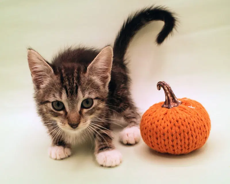 Dusty, a male kitten up for adoption