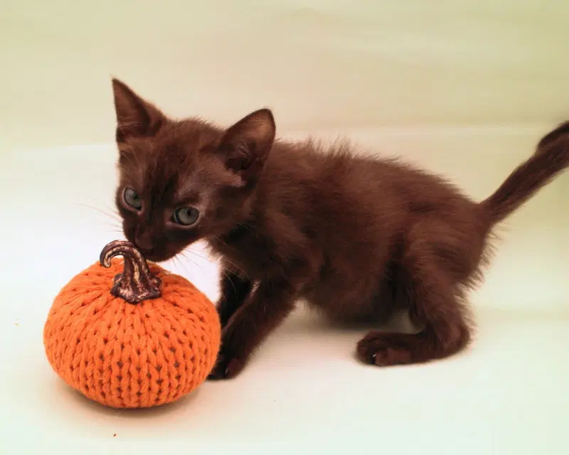 Ember, a female Havana kitten up for adoption