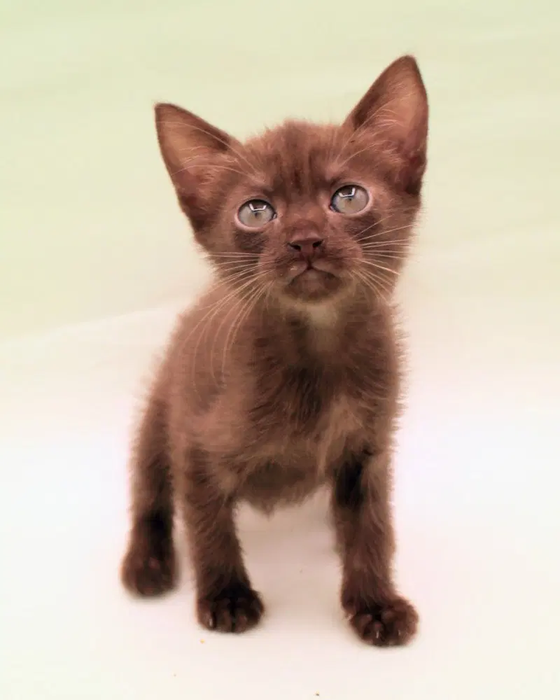 Ember, photo 4