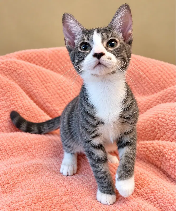 Starlord, a male Tabby cat up for adoption
