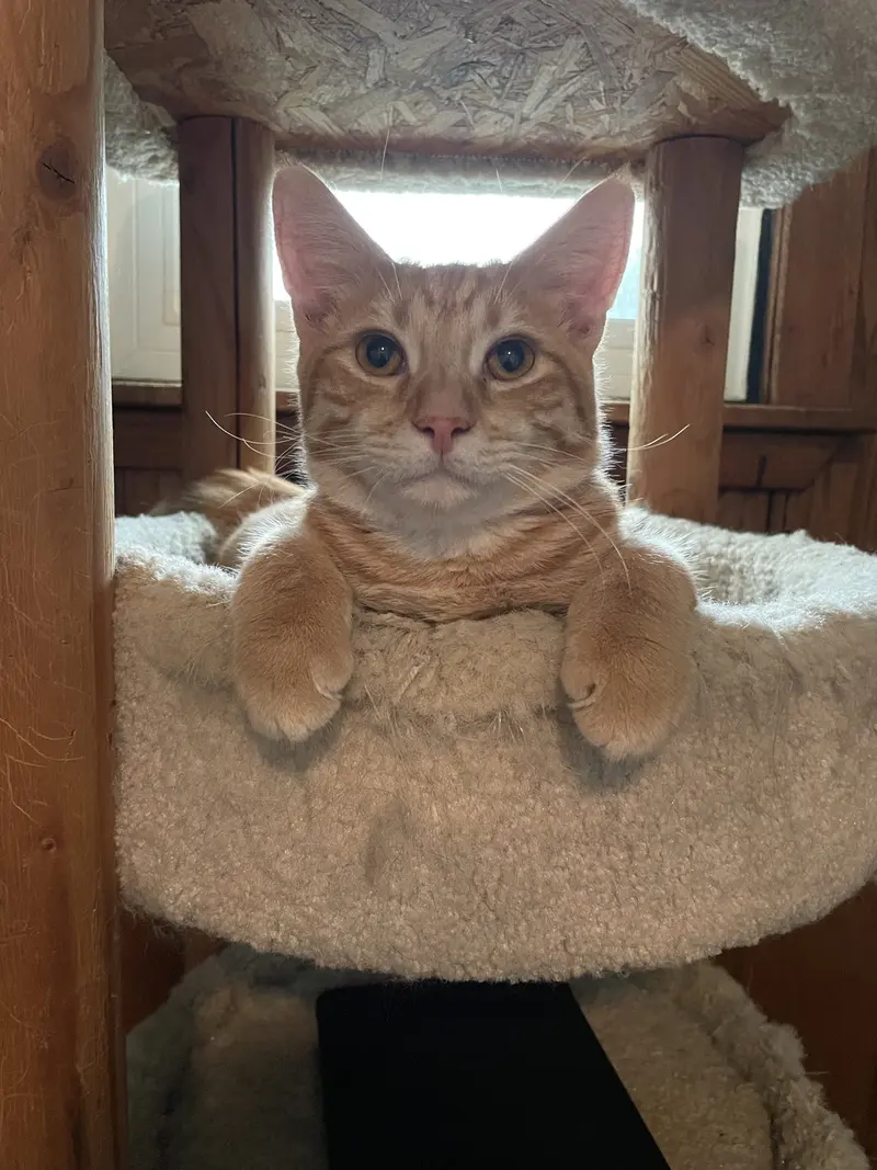 Maurice, a male kitten up for adoption