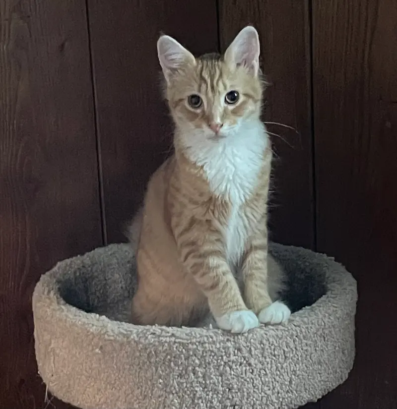 Robin, a male kitten up for adoption