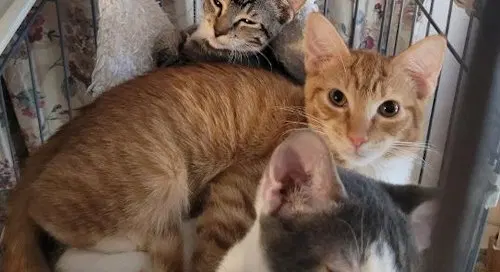 Cosmo, a male kitten up for adoption