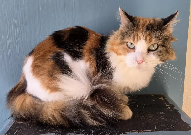 Nora, an adult female cat up for adoption