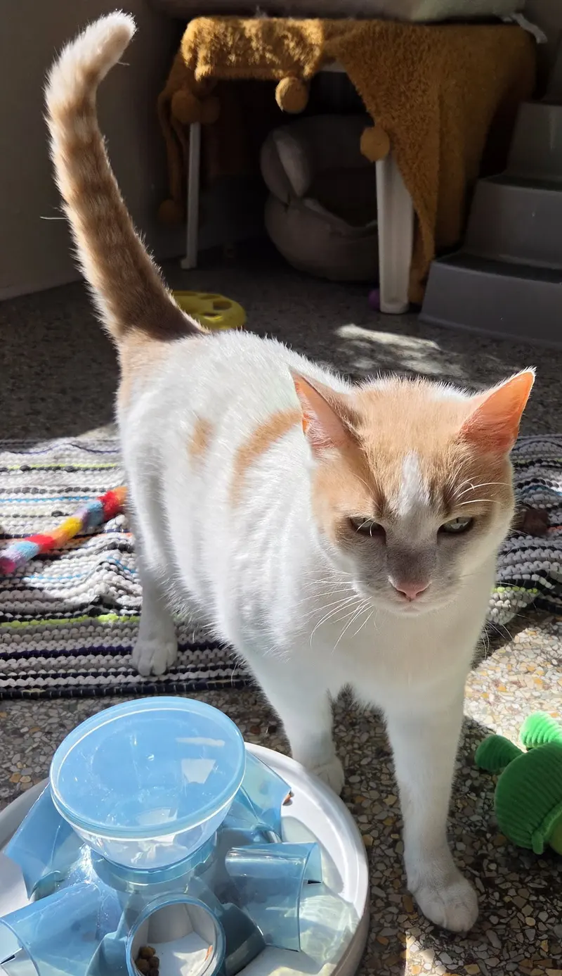 Turshi, a male cat up for adoption