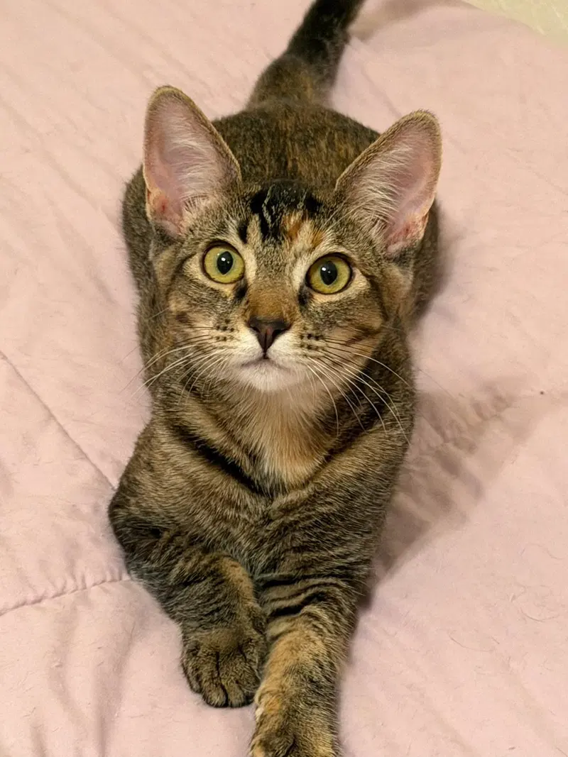 Mango, a young female cat up for adoption