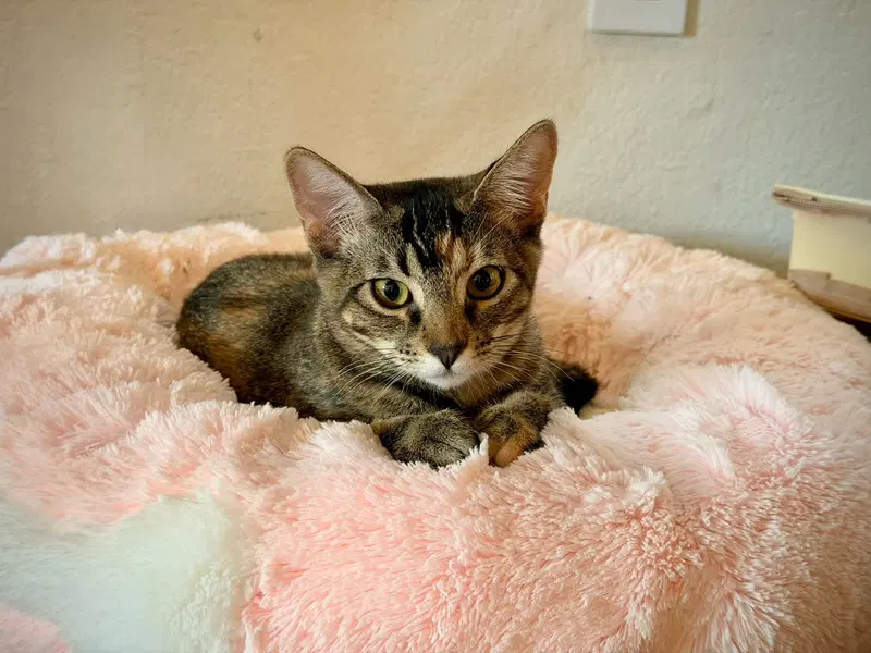 Mango, photo 3