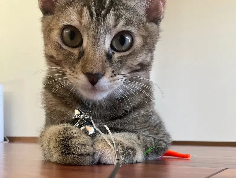 Tango, a young female cat up for adoption