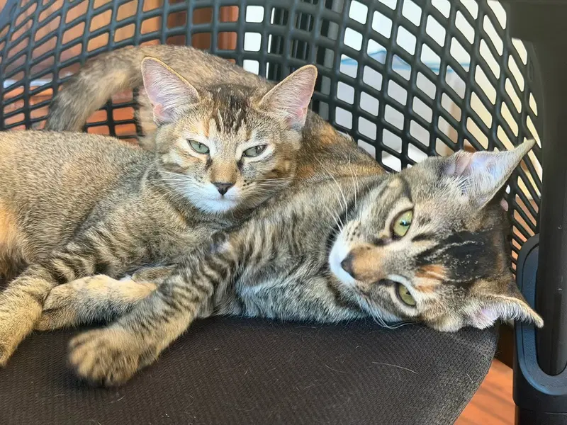 Tango, photo 4