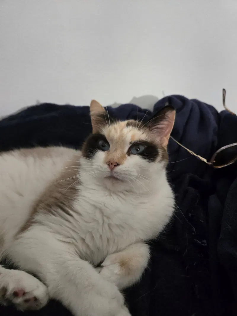 Arya, photo 5