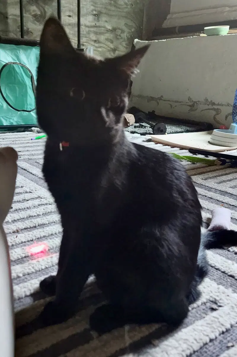 Kunai, a young female cat up for adoption