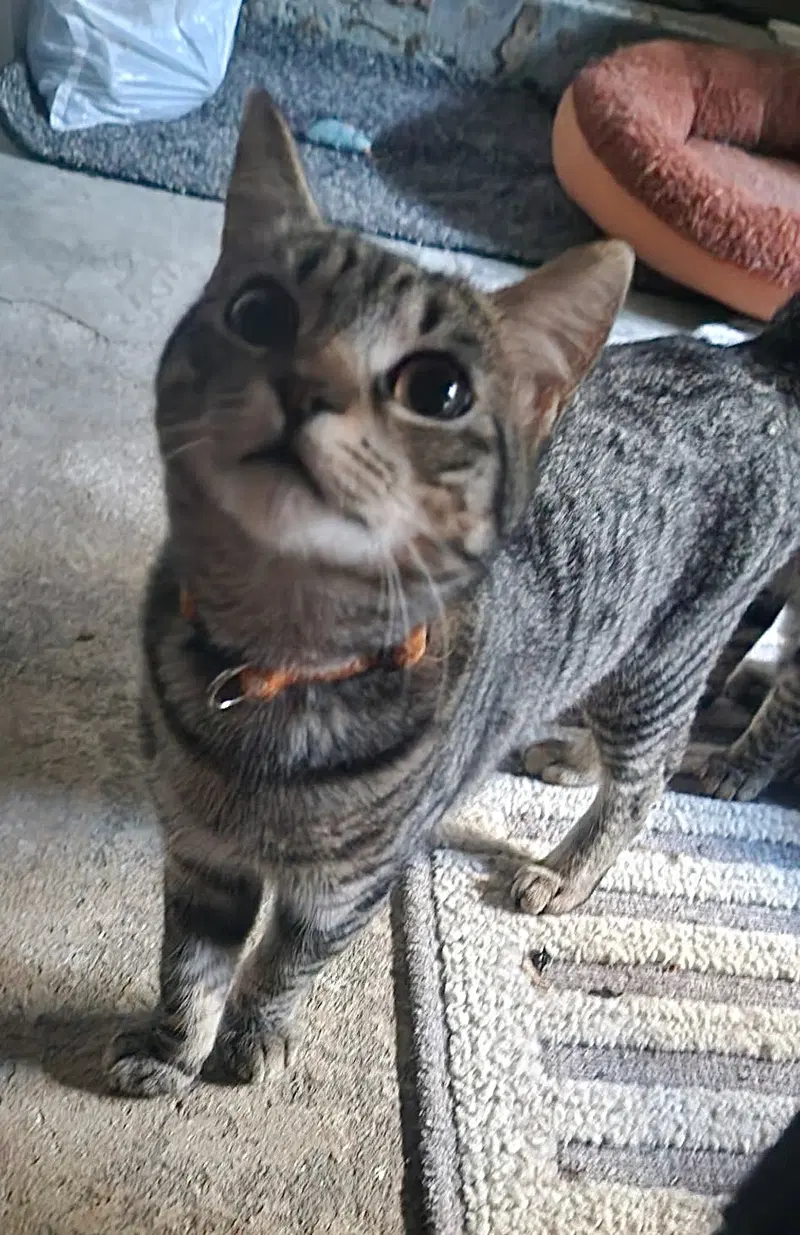 Mochi, a young male cat up for adoption