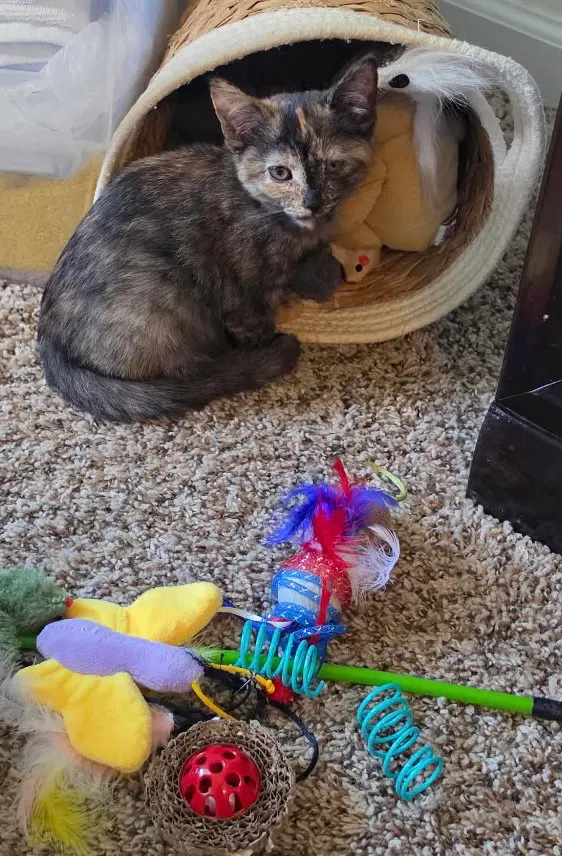 Jessie, a female kitten up for adoption
