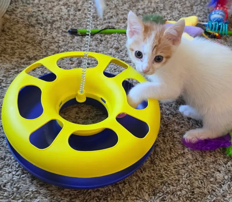 Rigamarole, a male kitten up for adoption
