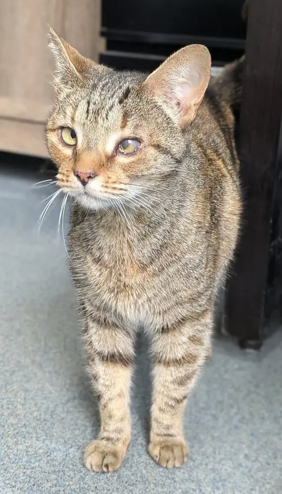 Dorothy, an adult female cat up for adoption