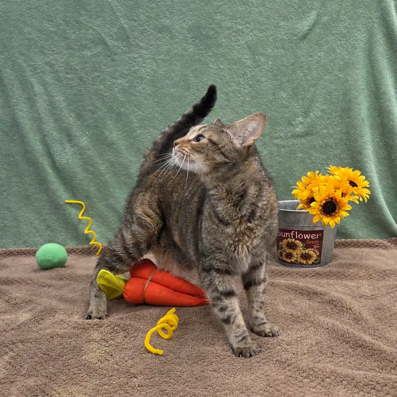 Dorothy, photo 3