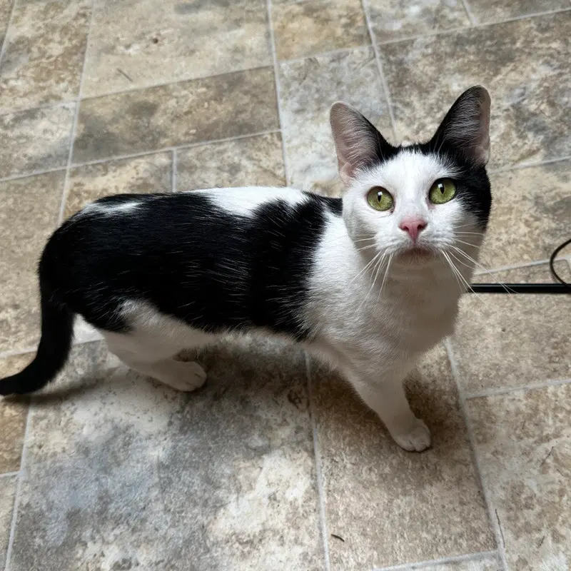 Michelle, an adult female cat up for adoption
