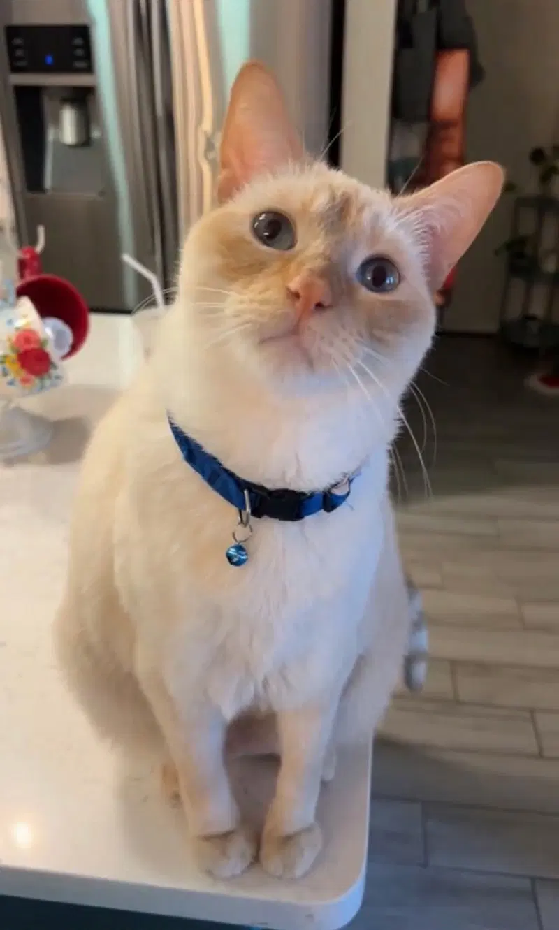 Gravy, an adult male cat up for adoption