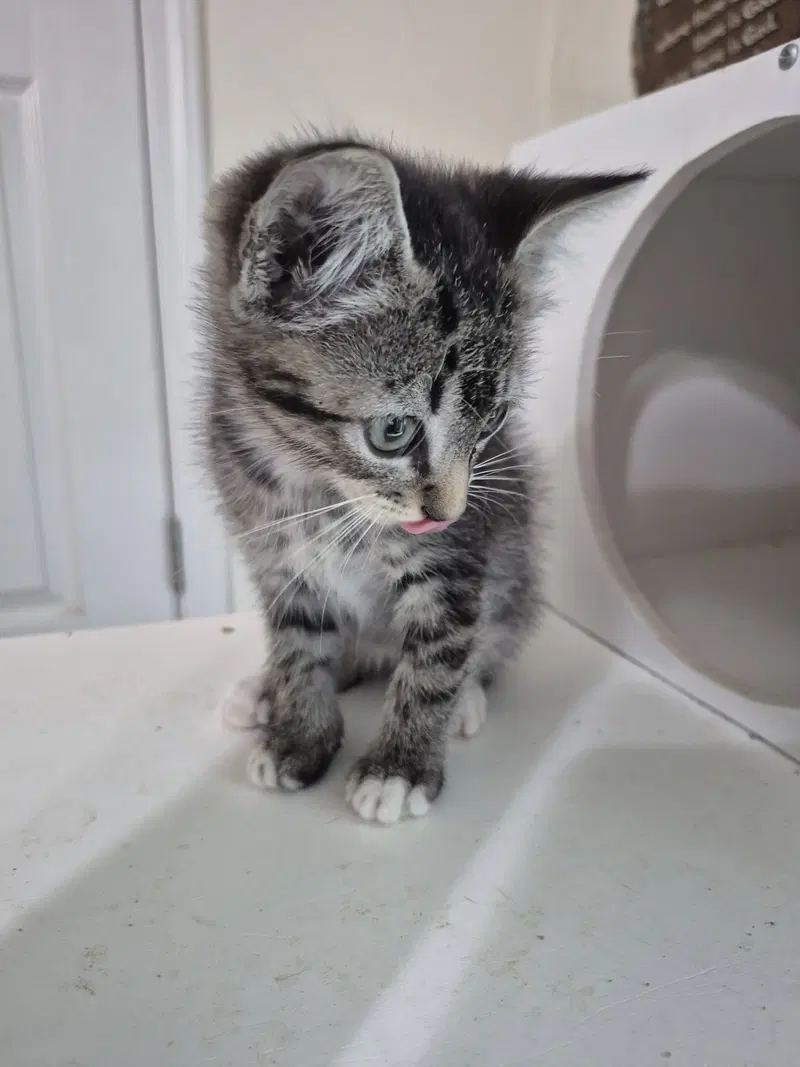 Tinkerbell, a female Tabby kitten up for adoption