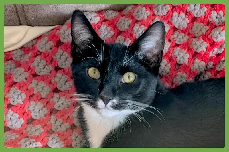 Dennis, a male kitten up for adoption
