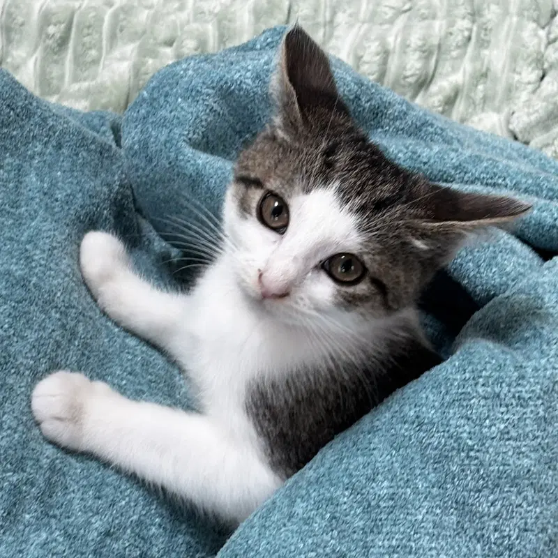 Leslie, a female kitten up for adoption