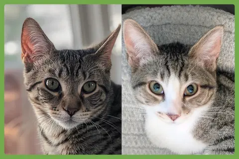 Watch the video of Cricket and Daphne