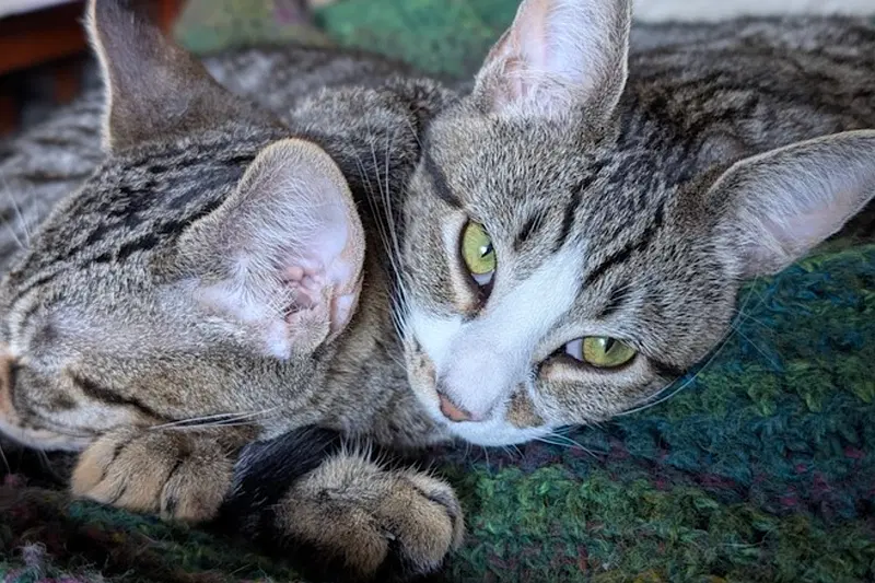 Cricket and Daphne, photo 9