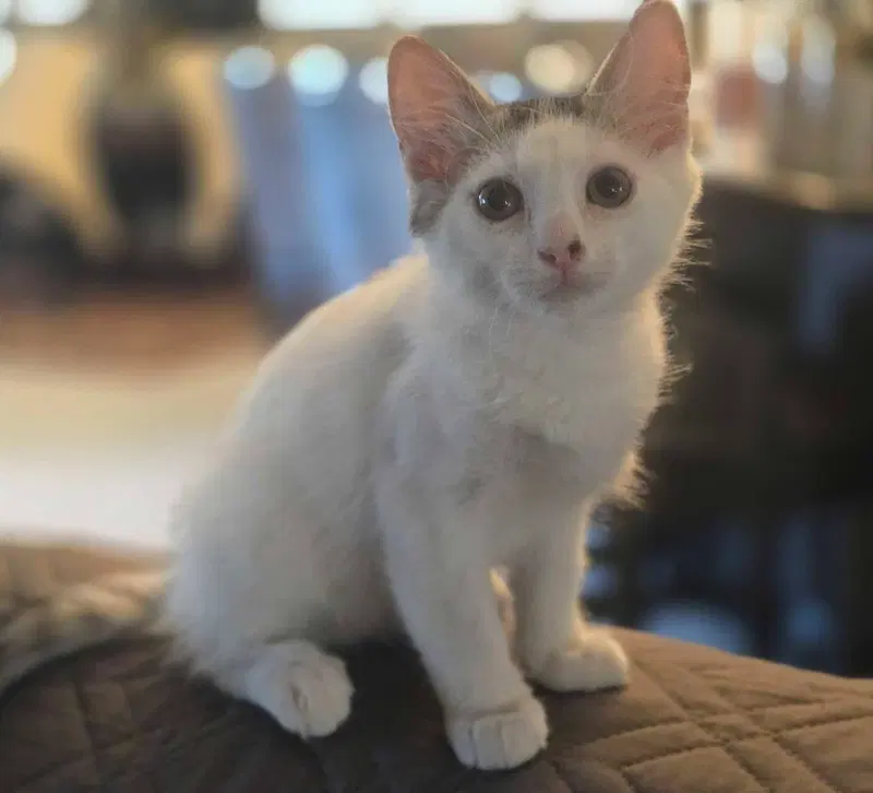 Divot, up for adoption near Gila Bend, AZ