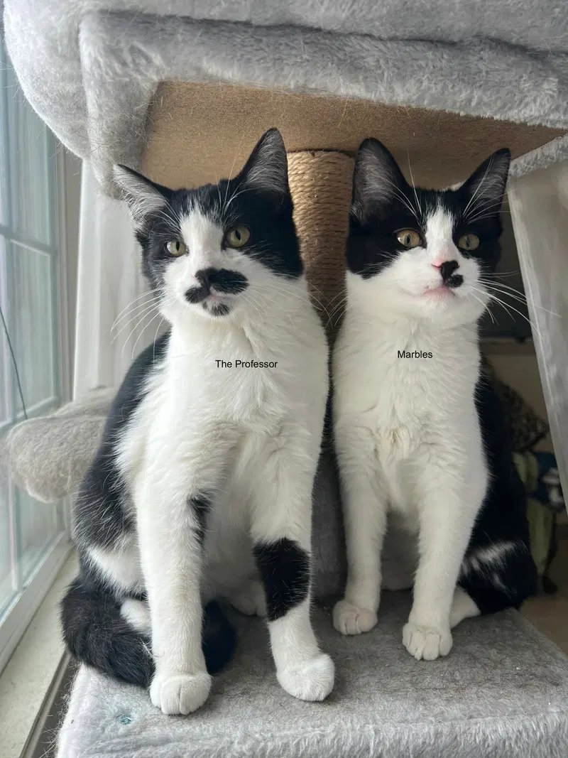 Marbles, a female Tuxedo kitten up for adoption