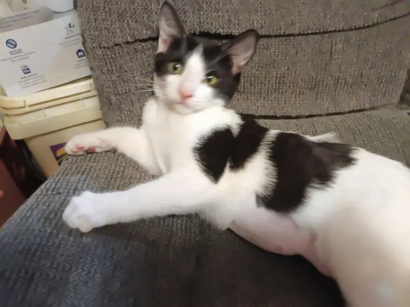Caitlan, a female kitten up for adoption