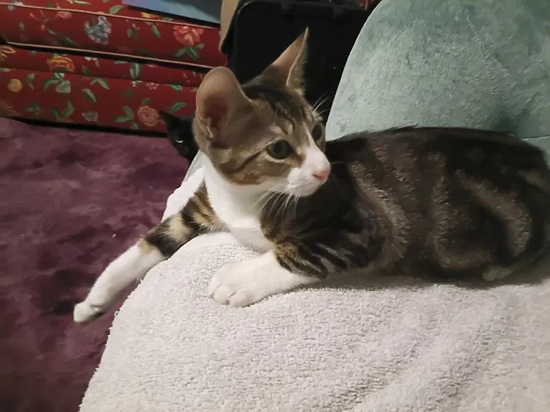 Felix, photo 2