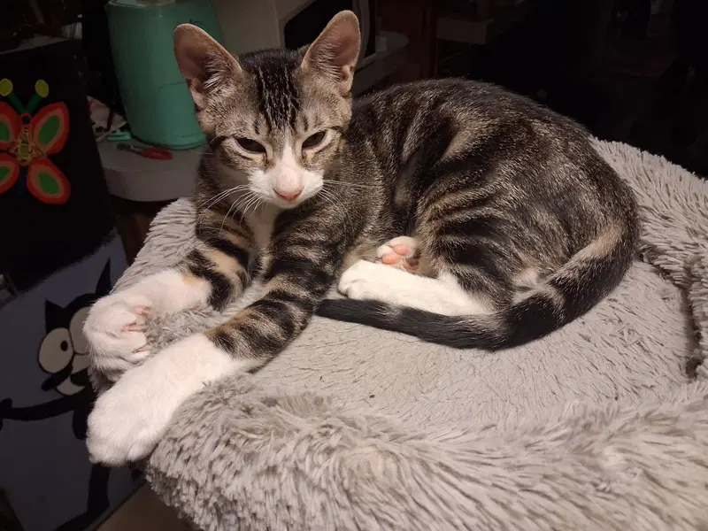 Felix, a male kitten up for adoption