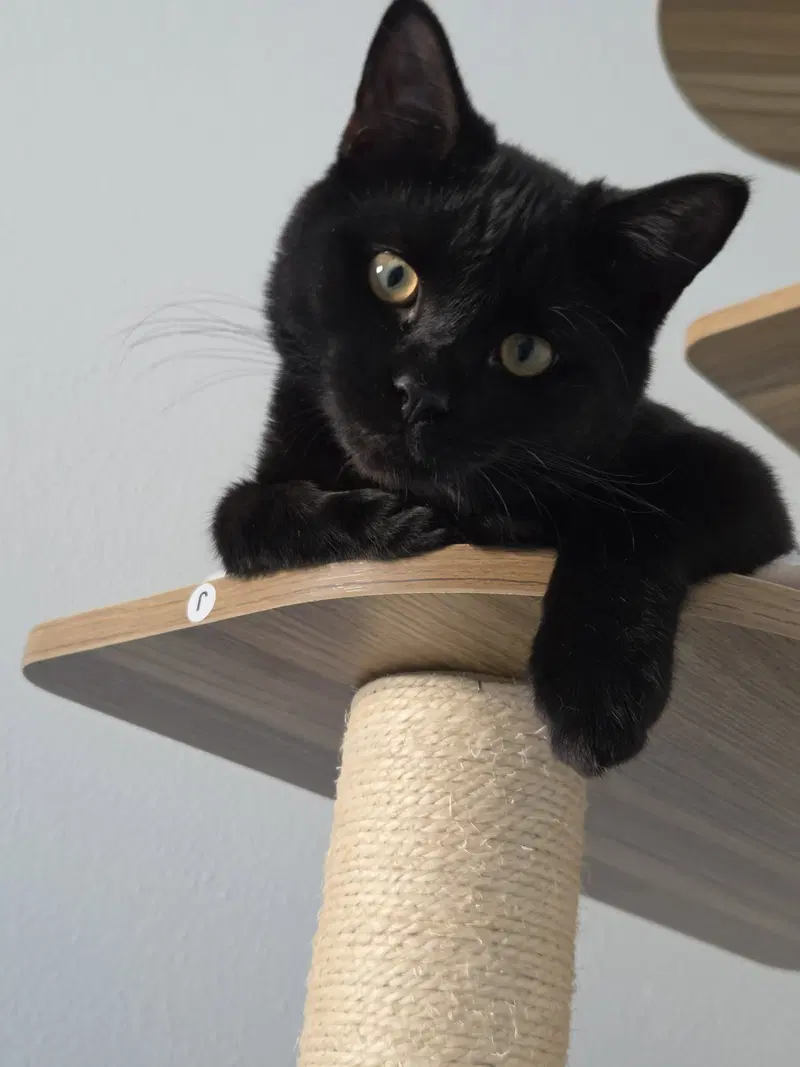 Clyde, a young male cat up for adoption