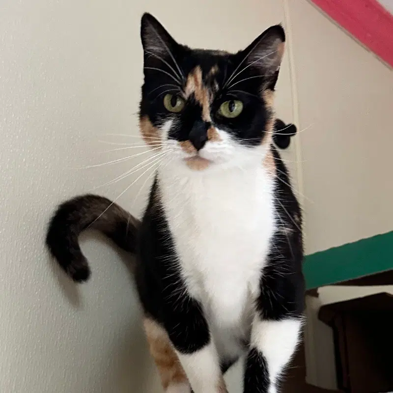 Puzzles, an adult female cat up for adoption
