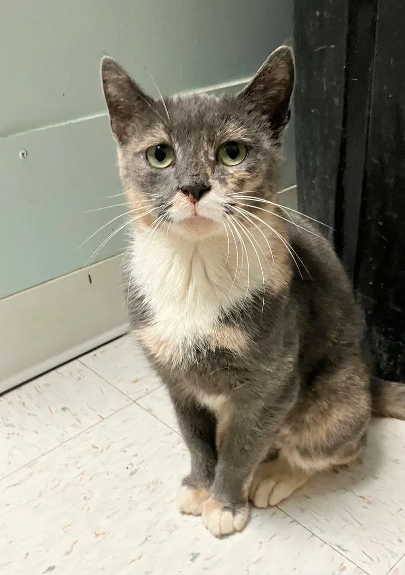 Zoey, an adult female Dilute Tortoiseshell cat up for adoption