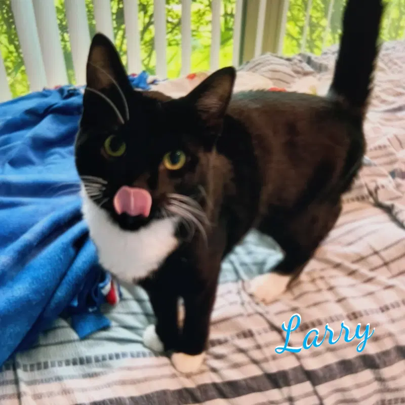 Larry, a male Tuxedo kitten up for adoption