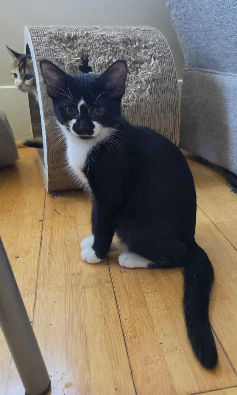 Oscar and Alice, male kittens up for adoption