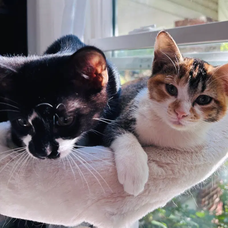 Oscar and Alice, photo 2