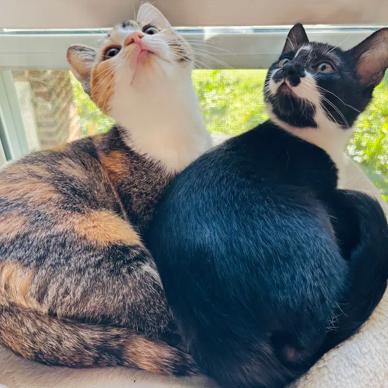 Oscar and Alice, photo 3