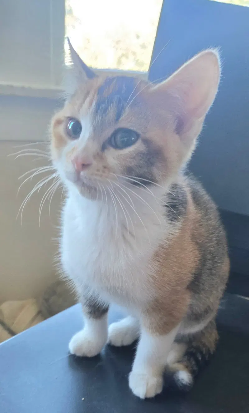 Alice and Oscar, female kittens up for adoption