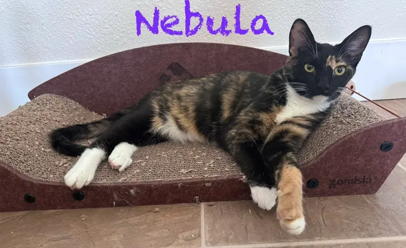 Gamora BONDED with Nebula, photo 3