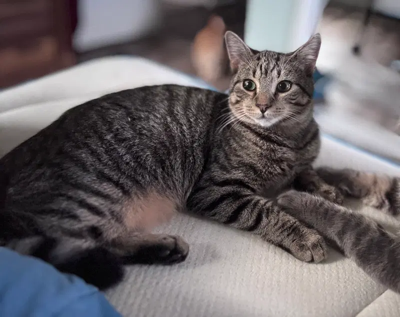 Quill, Willow Grove Area,, a young male cat up for adoption