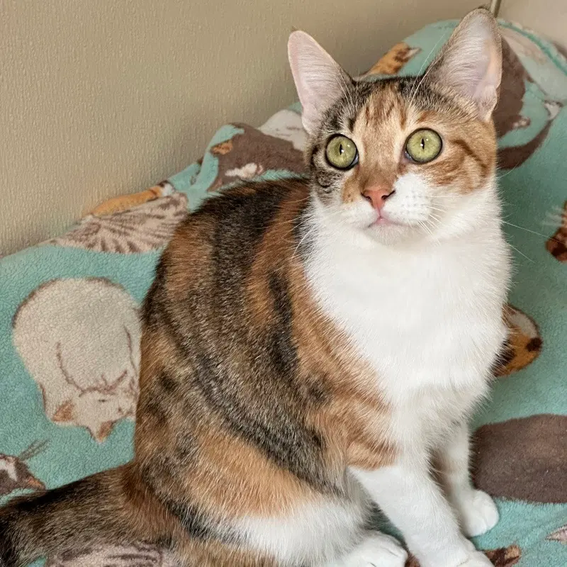 Olive, an adult female cat up for adoption