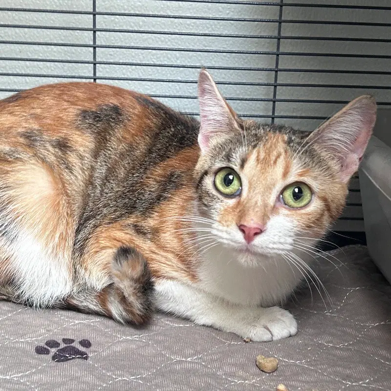 Olive, photo 2