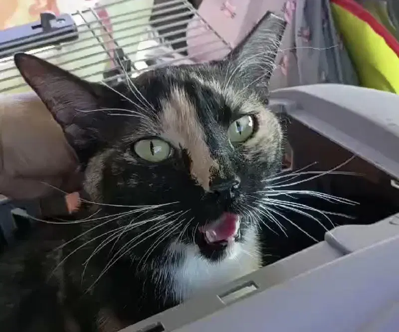 Holiday Meemaw, a young female cat up for adoption
