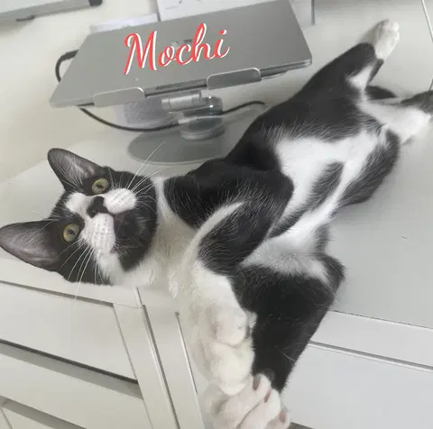 Watch the video of Mochi