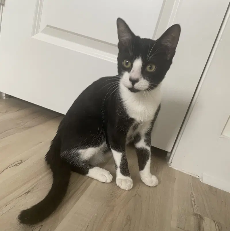 Mochi, photo 2